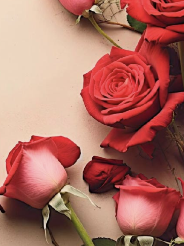 Rose Day: 07 February